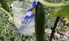 凉山吃瓜网红事件视频,一场网络狂欢背后的真相与反思